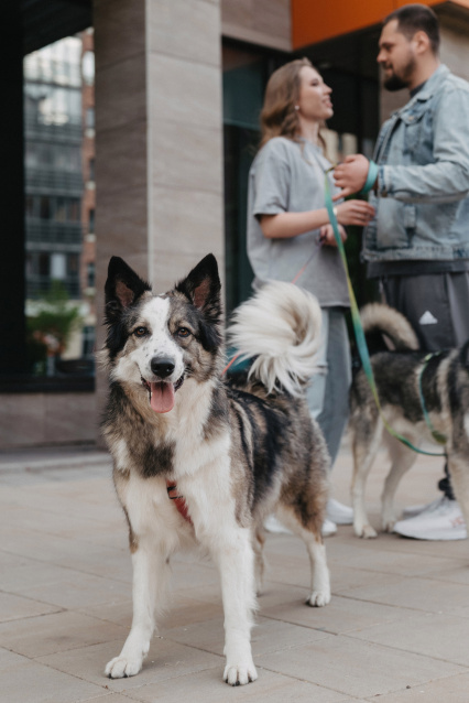 Фотосессия с питомцем — трогательные кадры с вашим любимцем – фото № 7