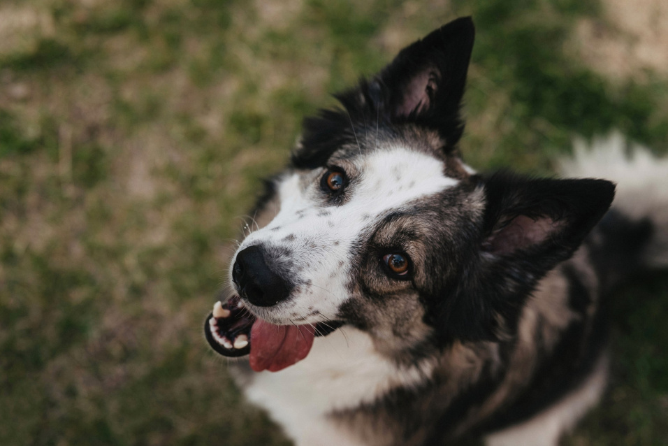 Фотосессия с питомцем — трогательные кадры с вашим любимцем – фото № 9